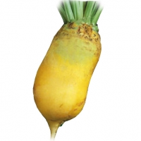 Буряк кормовий