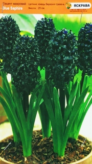 Гіацинт Blue Saphire (1шт)