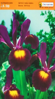 Ірис J.S. Dijit 5/6 (1шт)