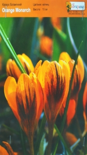 Крокус Orange Monarch 5/7 ботанічн (1шт)