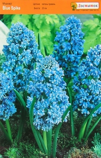 Мушкарі Armeniacum, Blue Spike, Botryoides Album