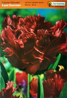 Тюльпан Karel Dooman (1шт)