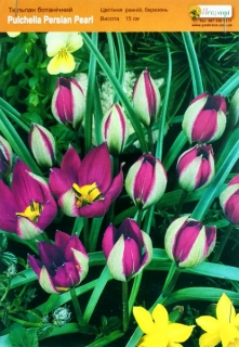 Тюльпан Pulchella Persian Pearl (1шт)