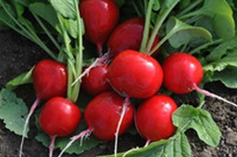 Редис Селеста (250г)