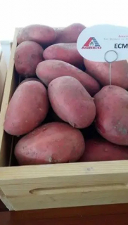 Картопля Есмі (ранній)