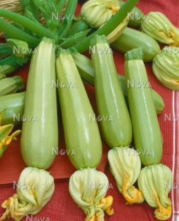 Кабачок Сангрум (100шт)