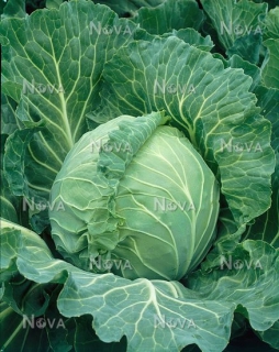 Капуста Браво (2500 шт)