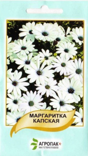 Маргаритки капська (20шт)
