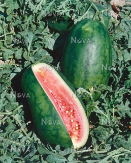 Кавун Думара (1000шт)