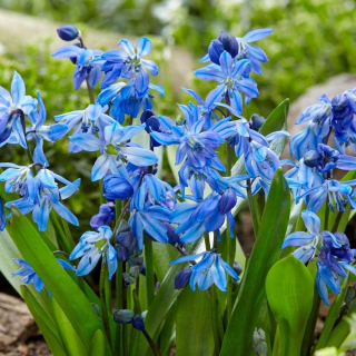 Сцила SCILLA SIBERCA (1шт)
