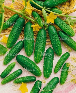 Огірки Аякс (1000шт)