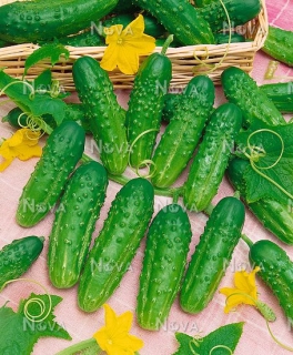 Огірки Альянс (10г)