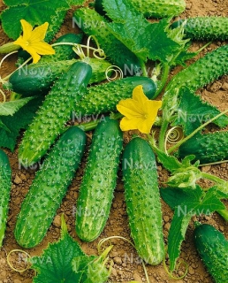 Огірки КІбрія (250шт)