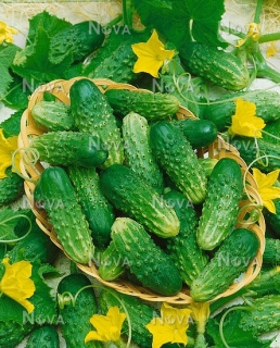 Огірки Наташа (1000шт)