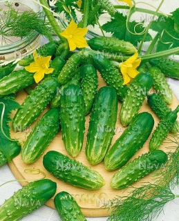 Огірки Регал (10г)