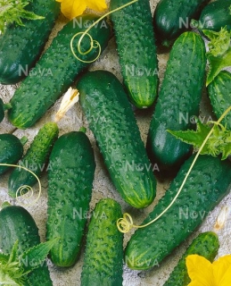Огірки Сатіна (1000шт)