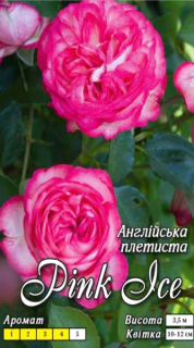 Троянда (Pink Ice) Рожевий лід  анг.витка (1шт)