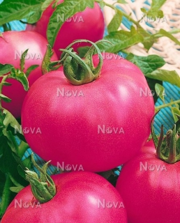 Помідори Пінк Леді (500шт)