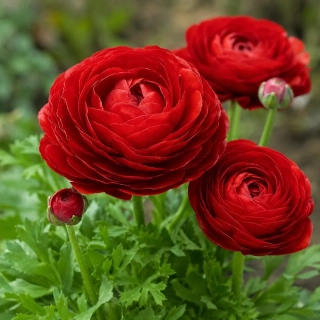 Лютики (ранункулус) Red (1шт)
