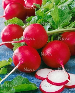 Редис Рудольф (50г)