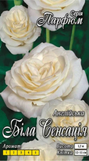 Троянда Біла сенсація (1шт)