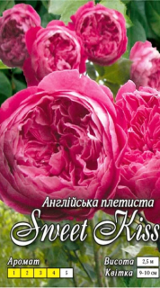 Троянда англійська Солодкий поцілунок (Sweet Kiss)
