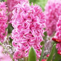 Гіацинт PINK PEARL (1шт)