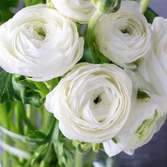 Лютики (ранункулус) WIT /  WHITE (1шт)
