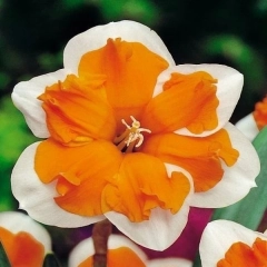 Нарцис ORANGERY (1шт)