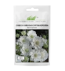 Скабіоза Снігова королева кавказськасуміш