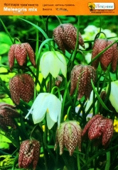 Фритіларія Mellegris*mix* (1шт)