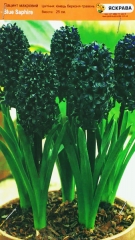 Гіацинт Blue Saphire (1шт)