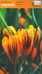 Крокус Orange Monarch 5/7 ботанічн (1шт)