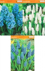 Мушкарі Armeniacum, Blue Spike, Botryoides Album