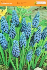 Мушкарі Armeniacum, Blue Spike, Botryoides Album