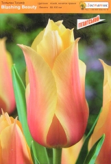 Тюльпан Blashing Beatuy (1шт)
