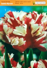 Тюльпан Estella Rijnveld (1шт)