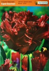 Тюльпан Karel Dooman (1шт)