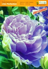 Тюльпан Liliac Perfection (1шт)
