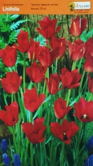 Тюльпан Linifolia 5+ ботаничн (1шт)