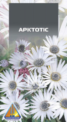 Арктотіс Білий (0,3г)