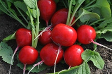 Редис Селеста (250г)