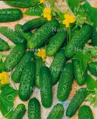 Огірки Артіст (250шт)