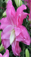 Лілія орієнтальна махрова Lotus Joy