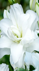 Лілія орієнтальна махрова Lotus Pure