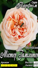 Троянда Містер Гамільтон англ.