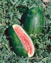 Кавун Думара (1000шт)