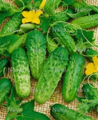 Огірки Гектор (500шт)