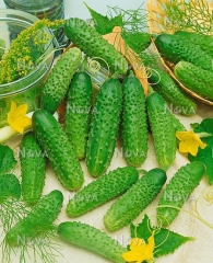 Огірки Марінда (1000 нас)