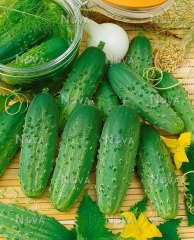Огірки Маша (250шт)